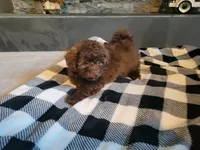 Cocoa , a male Poodle - Toy  for sale in La Harpe, IL – 4 of 10