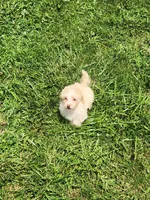 Tater, a male Havapoo for sale in La Harpe, IL – 4 of 10