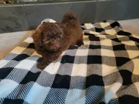 Cocoa , a male Poodle - Toy  for sale in La Harpe, IL – 6 of 10