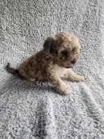 Daisy , a female Bichpoo for sale in La Harpe, IL – 3 of 10
