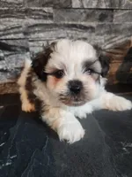 Stanley, a male Shihpoo for sale in La Harpe, IL – 5 of 9
