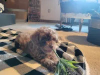 Hank, a male Poodle - Toy  for sale in La Harpe, IL – 4 of 10
