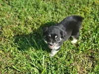 Loretta, a female Miniature Australian Shepherd for sale in La Harpe, IL – 4 of 6