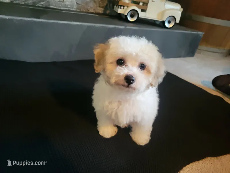 Sissy – Bichpoo puppy for sale in La Harpe, IL