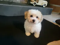 Sissy, a female Bichpoo for sale in La Harpe, IL – 1 of 10