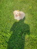Tater, a male Havapoo for sale in La Harpe, IL – 3 of 10