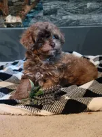 Hank, a male Poodle - Toy  for sale in La Harpe, IL – 1 of 10