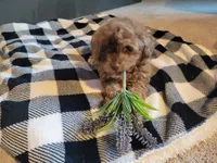 Hank, a male Poodle - Toy  for sale in La Harpe, IL – 5 of 10