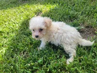 Bella, a female Bichpoo for sale in La Harpe, IL – 3 of 7