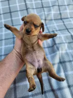 Sissy , a female Miniature Dachshund for sale in La Harpe, IL – 3 of 7