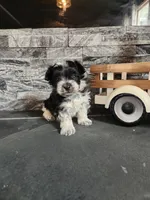Chip, a male Maltipoo for sale in La Harpe, IL – 6 of 10