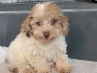 Sissy, a female Poodle - Toy  for sale in La Harpe, IL – 5 of 10