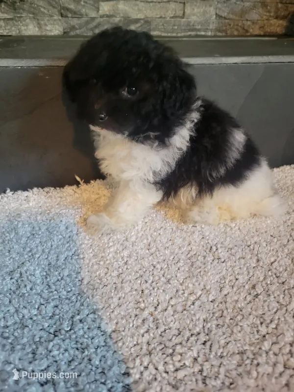 Precious  – Bichpoo puppy for sale in La Harpe, IL