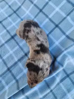 Chandler, a male Miniature Dachshund for sale in La Harpe, IL – 4 of 6