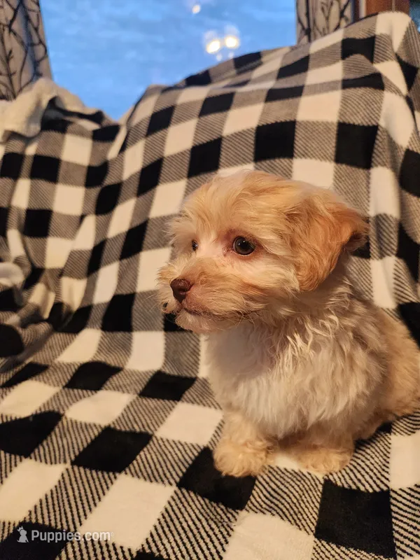 Tater – Havapoo puppy for sale in La Harpe, IL