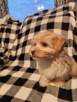 Tater, a male Havapoo for sale in La Harpe, IL – 8 of 10