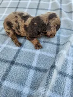 Romeo, a male Miniature Dachshund for sale in La Harpe, IL – 8 of 9