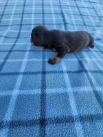 Hershey , a female Miniature Dachshund for sale in La Harpe, IL – 3 of 8