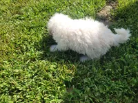 Gracie , a female Bichpoo for sale in La Harpe, IL – 4 of 9