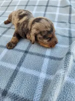 Romeo, a male Miniature Dachshund for sale in La Harpe, IL – 5 of 9