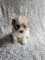 Sissy, a female Bichpoo for sale in La Harpe, IL – 8 of 8