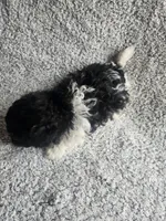 Precious , a female Bichpoo for sale in La Harpe, IL – 5 of 10