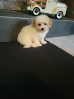 Sissy, a female Bichpoo for sale in La Harpe, IL – 2 of 10