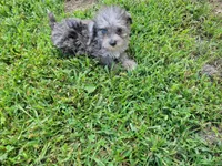 Tinker Bell, a female Bichpoo for sale in La Harpe, IL – 7 of 10
