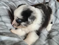 Maci , a female Miniature Australian Shepherd for sale in La Harpe, IL – Photo 2 of 9