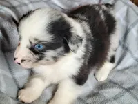 Maci , a female Miniature Australian Shepherd for sale in La Harpe, IL – Photo 9 of 9