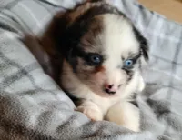 Maci , a female Miniature Australian Shepherd for sale in La Harpe, IL – Photo 3 of 9