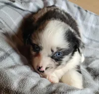 Maci , a female Miniature Australian Shepherd for sale in La Harpe, IL – Photo 8 of 9