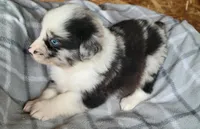Maci , a female Miniature Australian Shepherd for sale in La Harpe, IL – Photo 5 of 9