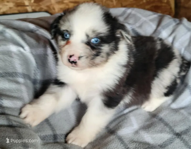 Maci , a female Miniature Australian Shepherd for sale in La Harpe, IL – Photo 1 of 9