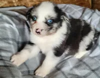 Maci , a female Miniature Australian Shepherd for sale in La Harpe, IL – Photo 1 of 9
