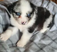 Maci , a female Miniature Australian Shepherd for sale in La Harpe, IL – Photo 6 of 9