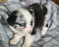 Maci , a female Miniature Australian Shepherd for sale in La Harpe, IL – Photo 7 of 9