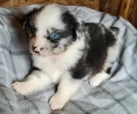 Maci , a female Miniature Australian Shepherd for sale in La Harpe, IL – Photo 4 of 9