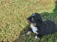 Asher, a male Miniature Australian Shepherd for sale in La Harpe, IL – 8 of 9