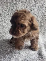 Hank, a male Poodle - Toy  for sale in La Harpe, IL – 2 of 7