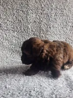 Cocoa , a male Poodle - Toy  for sale in La Harpe, IL – 2 of 6