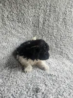 Precious , a female Bichpoo for sale in La Harpe, IL – 7 of 10