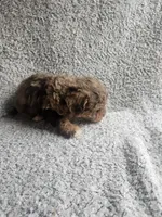 Merle, a male Poodle - Toy  for sale in La Harpe, IL – 3 of 7