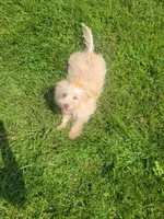 Tater, a male Havapoo for sale in La Harpe, IL – 6 of 10