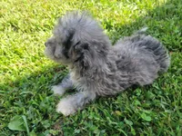 Tinley, a female Bichpoo for sale in La Harpe, IL – 8 of 10