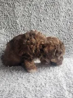 Tinker Bell, a female Poodle - Toy  for sale in La Harpe, IL – 2 of 7