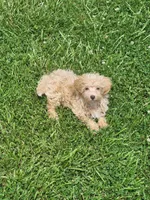 Prince, a male Havapoo for sale in La Harpe, IL – 3 of 10