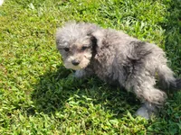 Tinley, a female Bichpoo for sale in La Harpe, IL – 4 of 10