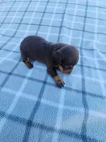Hershey , a female Miniature Dachshund for sale in La Harpe, IL – 4 of 8
