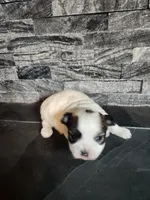 Lilly, a female Mal Shi for sale in La Harpe, IL – 10 of 10